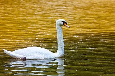 外媒：微软将允许企业创建定制版ChatGPT