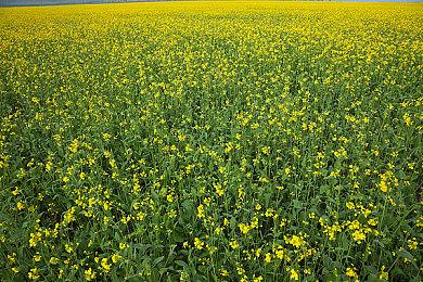 《尼尔：机械纪元》NS移植版质量高 任天堂也感叹