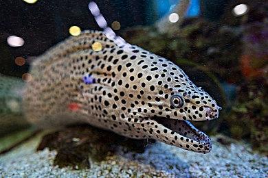 发售半年时间 《匹诺曹的谎言》全球玩家数超700万